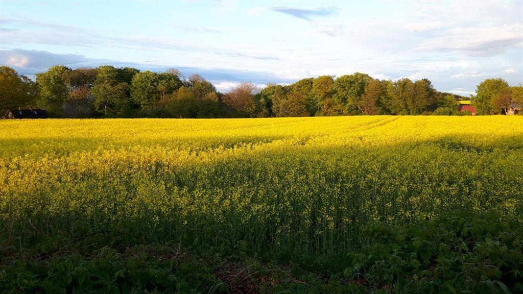 Das blaue Häuschen Westerholz Exterior foto